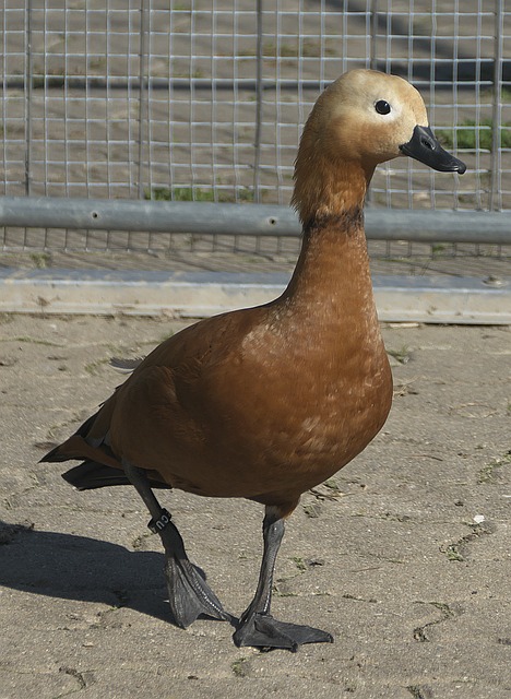 他们
